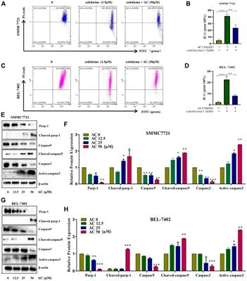 Alkaloid from Alstonia yunnanensis diels root against gastrointestinal cancer: Acetoxytabernosine inhibits apoptosis in hepatocellular carcinoma cells